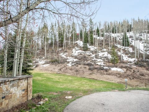 Pines and aspens intertwine on the hillside
