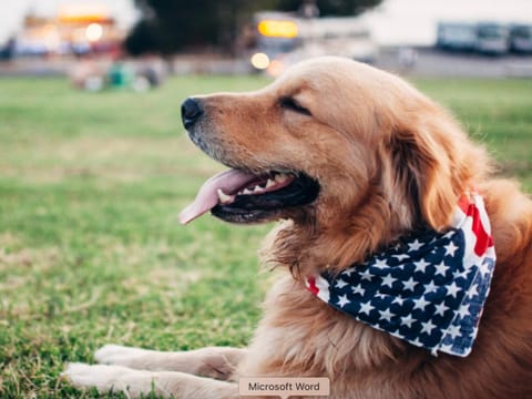Ski Bear Chalet is pet Friendly!