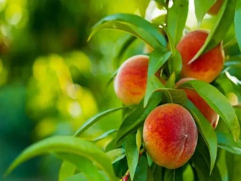 Come explore the peach orchards and pick your very own juicy peach during peach season in Palisade.