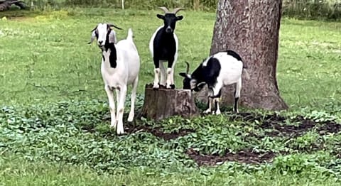 Goats: Oscar, Oakley, & Owen. They love our guests!