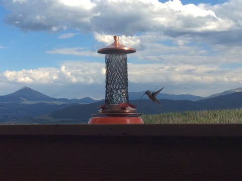 panoramic views and wildlife from deck