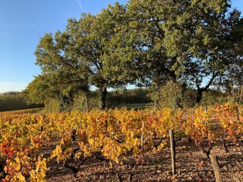 The house is surrounded by Beaujolais vineyards (autumn view)