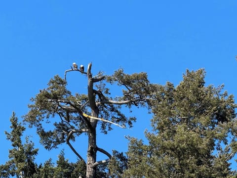 The eagles eat fish breakfast here in the mornings!