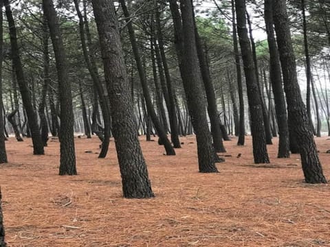 Region [summer] (>5 km)