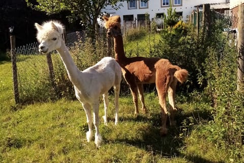 Holiday Home Facilities and Services