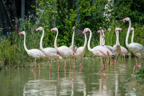 Region [summer] (>5 km)