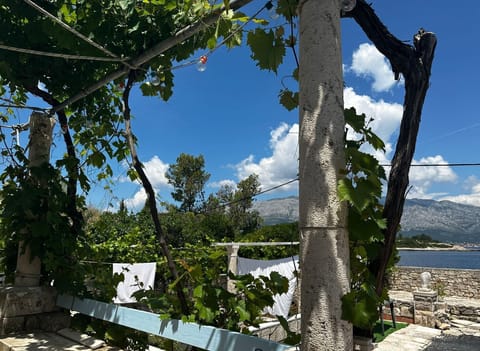 View of the lovely vines.