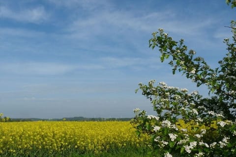 Immediate Surroundings [summer] (&lt;1 km)