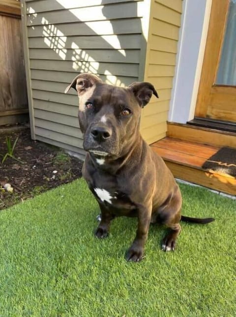 Your on-property greeter! Her name is Whiskey, she loves meeting new friends!