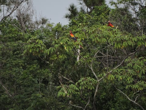 scarlet macaw tour