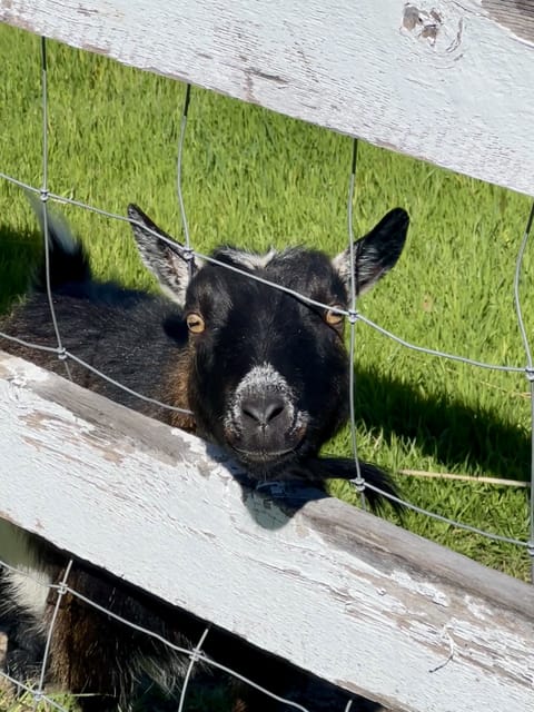 This is Pumpkin, one of our 6 friendly goats that is excited to meet you!  