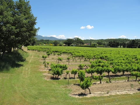 Plant, Sky, Cloud, Plant Community, Tree, Natural Landscape, Land Lot, Agriculture, Grass, Grassland