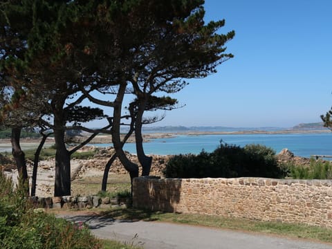 Plant, Sky, Water, Plant Community, Natural Landscape, Wood, Tree, Trunk, Arecales, Grass