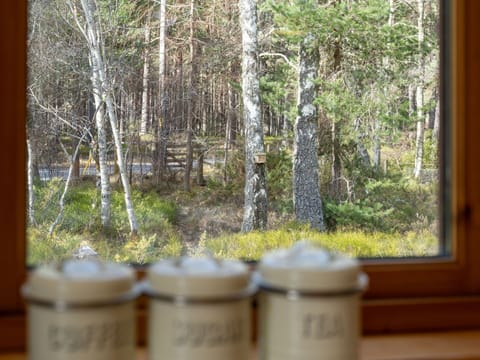 Plant, Window, Wood, Tree, Sunlight, Natural Landscape, Biome, Trunk, Grass, Terrestrial Plant