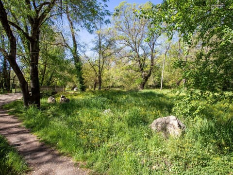 Plant, Plant Community, Sky, Natural Landscape, Branch, Tree, Land Lot, Trunk, Grassland, Shrub