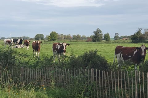 Immediate Surroundings [summer] (&lt;1 km)