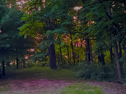 Ever watched a sunset through the forest trees?