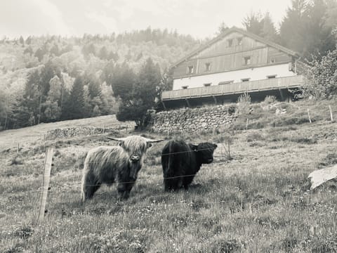 Magnificent 4* gite for 15 people in the mountains. Extraordinary view. Apartment in La Bresse