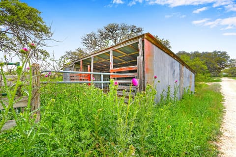 Wildflowers around the property