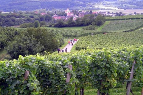 Region [summer] (&gt;5 km)