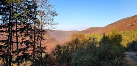 Looking through trees across the Cambrian Mountains