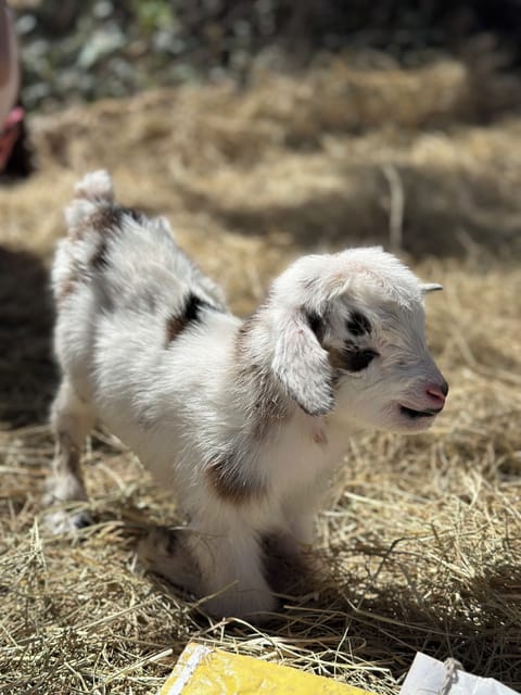 Our newest addition to the farm. Meet Blue!