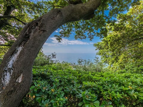 Sky, Plant Community, Water, Plant, Branch, Natural Landscape, Tree, Vegetation, Cloud, Biome