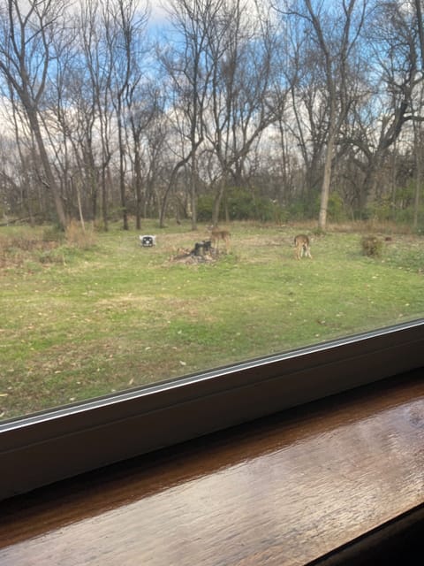 You may see deer, racoons, fox, a variety of birds and more