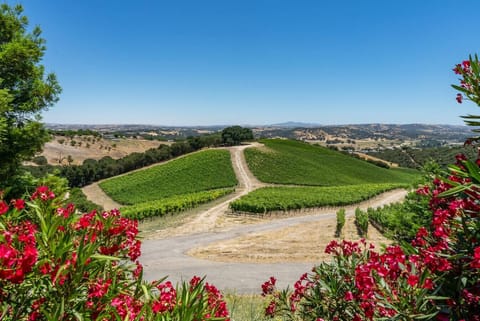 Gorgeous hilltop vineyard views at The Story, 1000 Kiler Canyon Road in Copia Vineyards.
