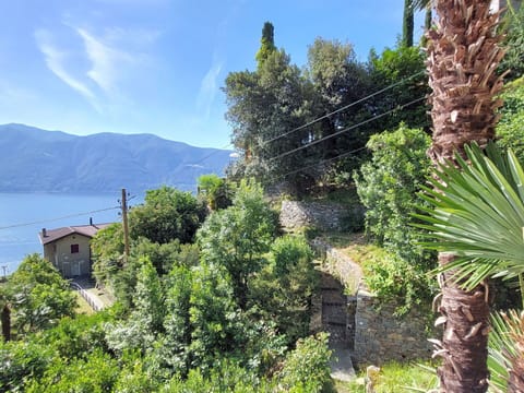 Sky, Plant, Plant Community, Azure, Building, Natural Landscape, Terrestrial Plant, Larch, Arecales, Tree