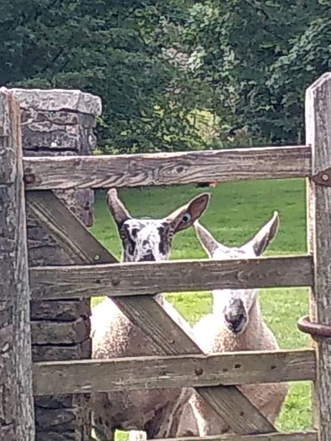 Naughty Swaledale tup sheep wanting to join us.