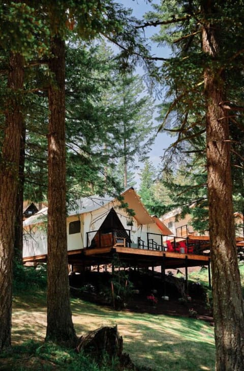 A serene forest setting with charming tents that provide a harmonious connection to nature.