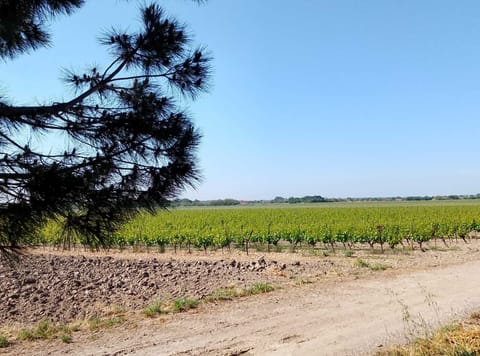 Vineyard View Alonside Farniente