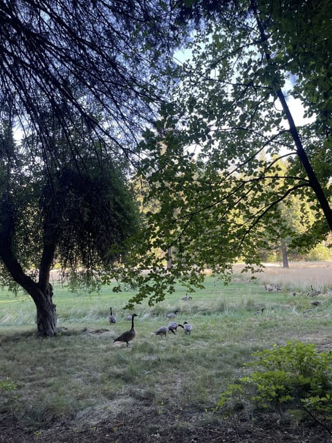 Enjoy the backyard that opens to Meadow. Dear, Geese, and even an occasional bear can be sited.