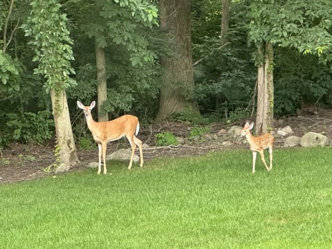 Deer are very active in this neighborhood