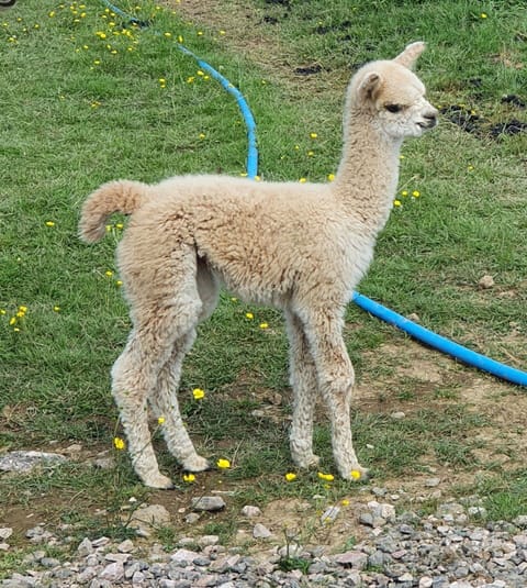 Jasmine , our first baby alpaca of 2021
