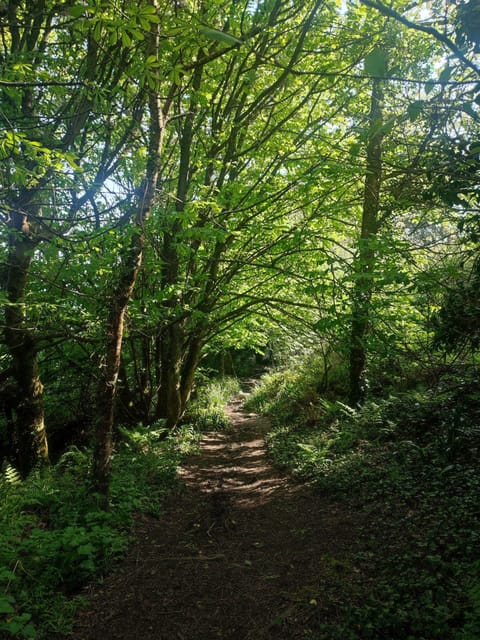 There are oodles of walks nearby ie. St Michael's Way,Trevaylor Woods &Mousehole