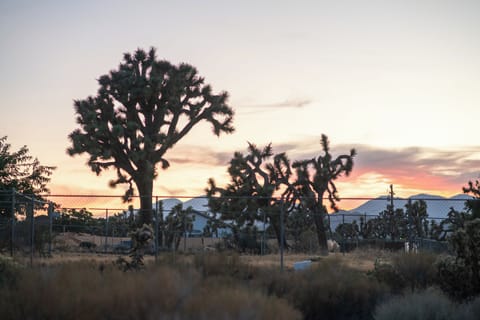 Our gorgeous views and Joshua Trees