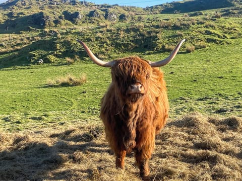 Surrounding area | St. Fergus, Acharacle, near Ardnamurchan