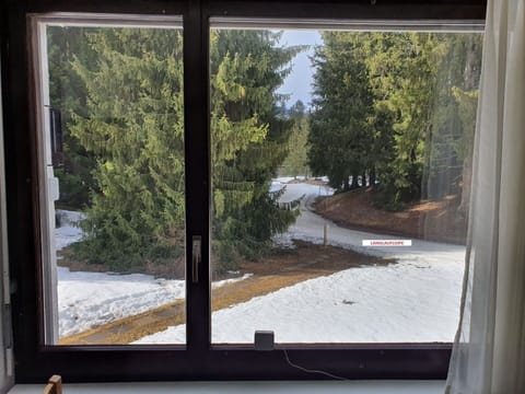 Property, Plant, Window, Leaf, Botany, Wood, Shade, Lighting, Interior Design