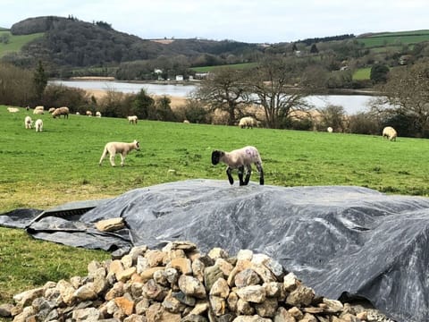 Sky, Plant, Ecoregion, Cloud, Natural Landscape, Tree, Highland, Grass, Grassland