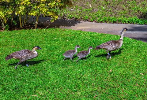 Nene family strolling Pali Ke Kua grounds