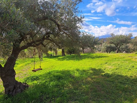 Funfunfun!!!!! Tree swing for the children  to enjoy among the olive tree. 