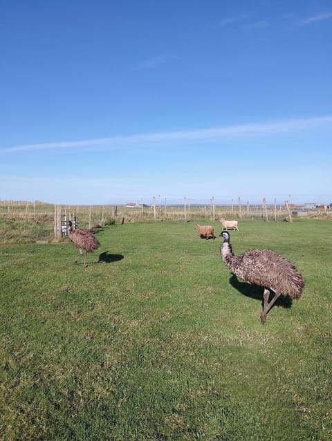 A couple of the emus playing in the field with the sheep.
