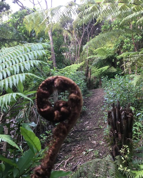 Koru on private Bushwalk