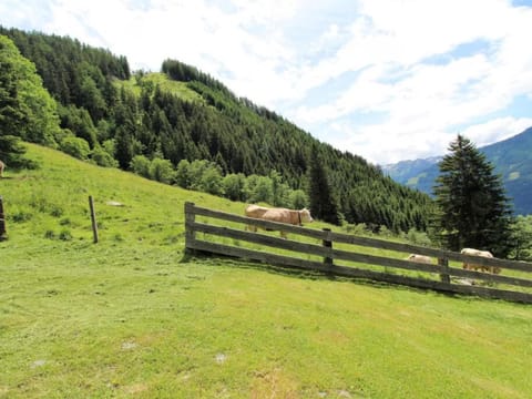 Immediate Surroundings [summer] (&lt;1 km)