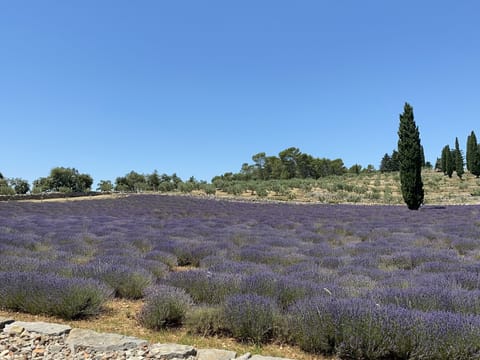 Region [summer] (&gt;5 km)