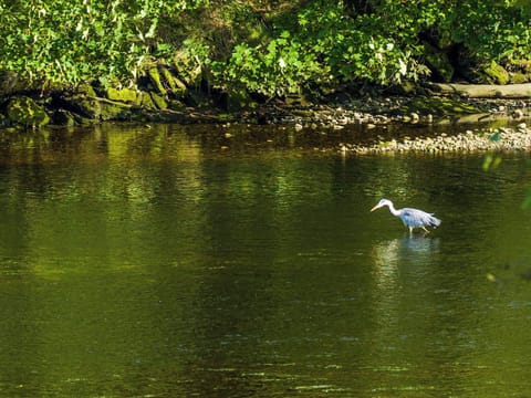 Heron on the River Nairn | Taigh na Tunnagan, Nairn