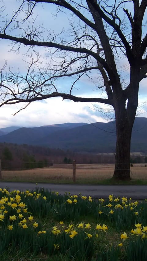 Drive or Bike through beautiful Cades Cove Loop