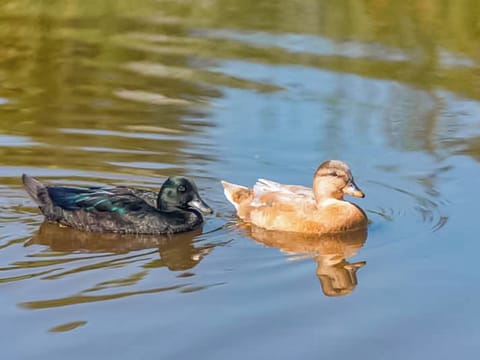 Outdoor | Frankaborough Farm Cottages - The i-Hut - Frankaborough Fram Cottages, Lifton